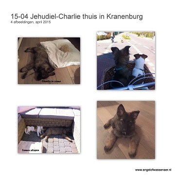 Charlie, thuis in Kranenburg